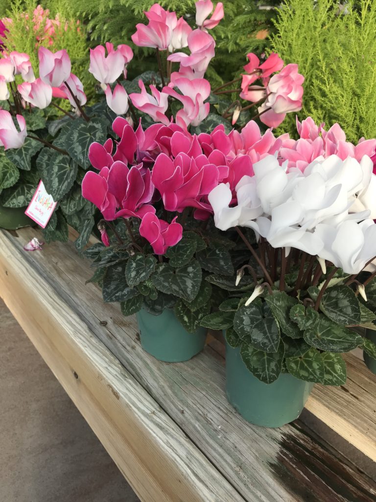 Cyclamen - Toxic Holiday Plants 