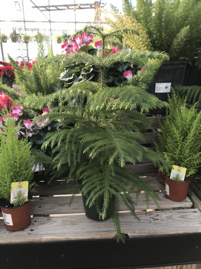 Norfolk Island Pine