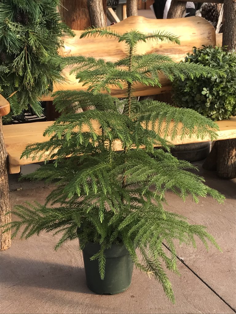 Norfolk Pine Tree - Safe for Pets