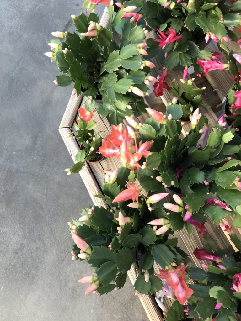 Christmas Cactus - Safe Holiday Plants 