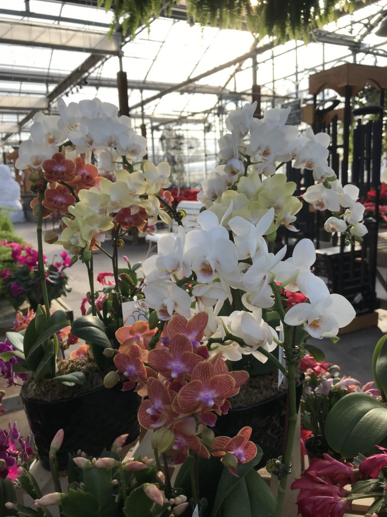 Orchids - Safe Holiday Plants 