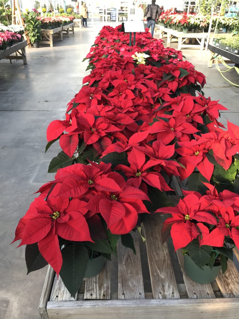 Poinsettia - Non toxic Holiday Plants 