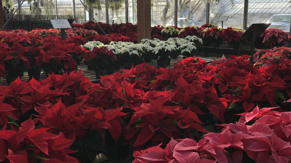 Guide: Safe and Toxic Holiday Plants for Pets