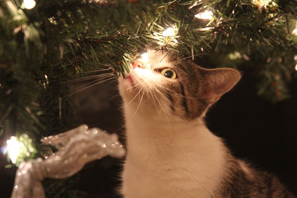 Cats and Christmas Trees