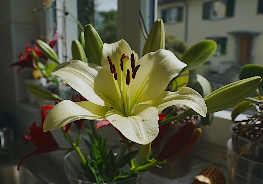 Lily - Toxic Holiday Plants 