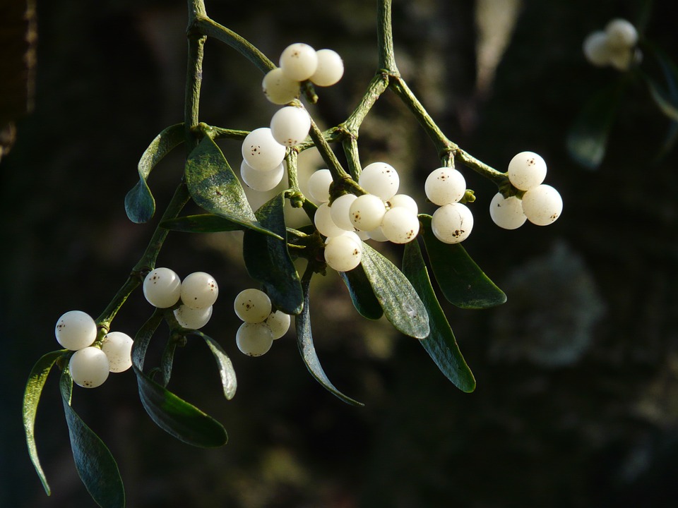 Mistletoe - Toxic Holiday Plants 