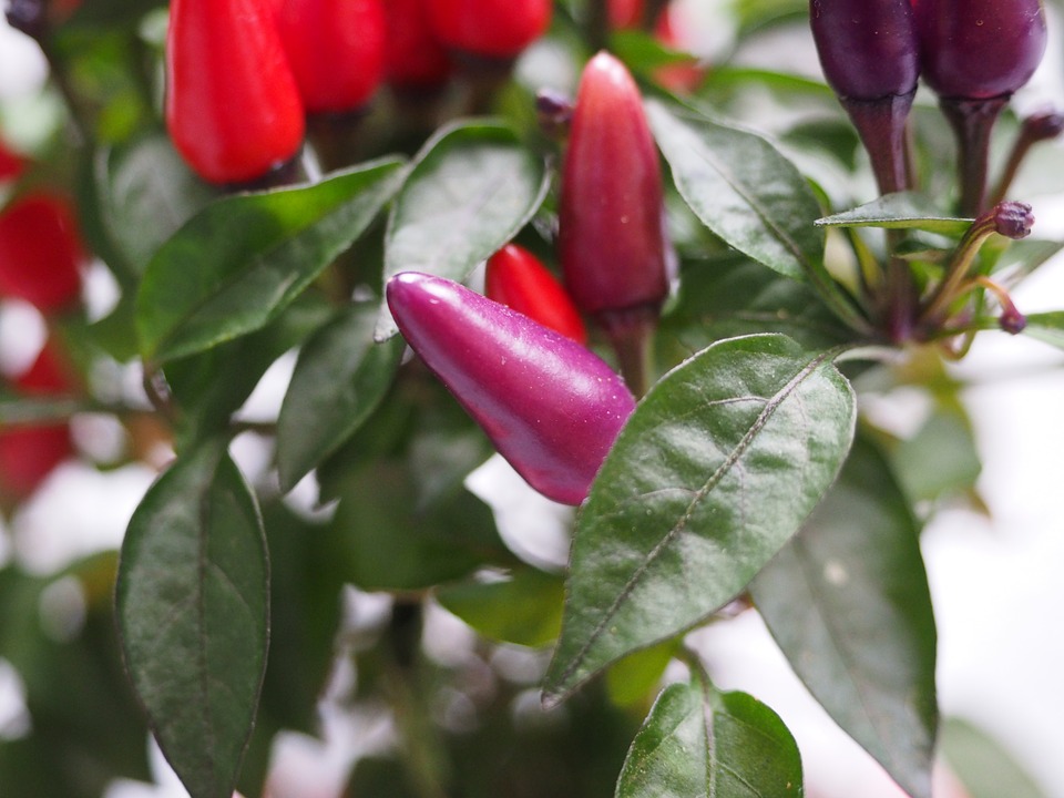 Ornamental pepper Lily - Toxic Holiday Plants 