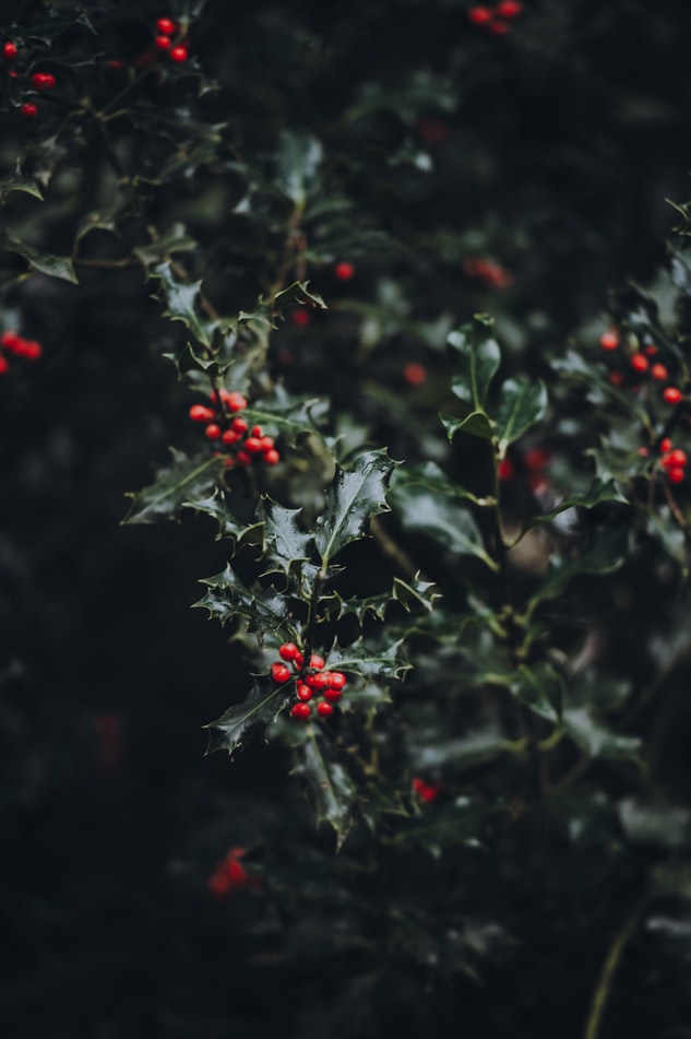 Holly - Toxic Holiday Plants 