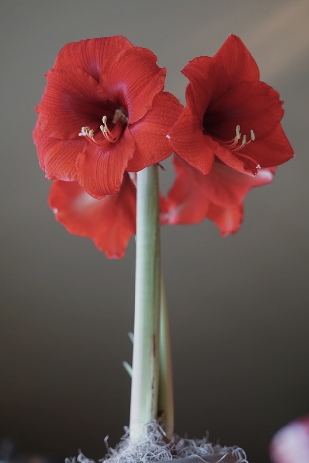 Amaryllis - Toxic Holiday Plants 