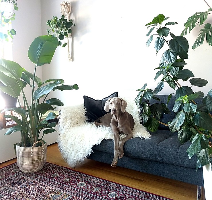 Indoor tree plants on sale safe for cats