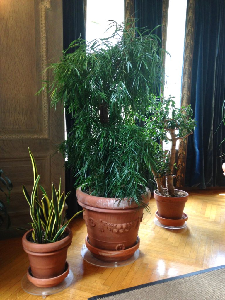 False Aralia, Indoor Tree