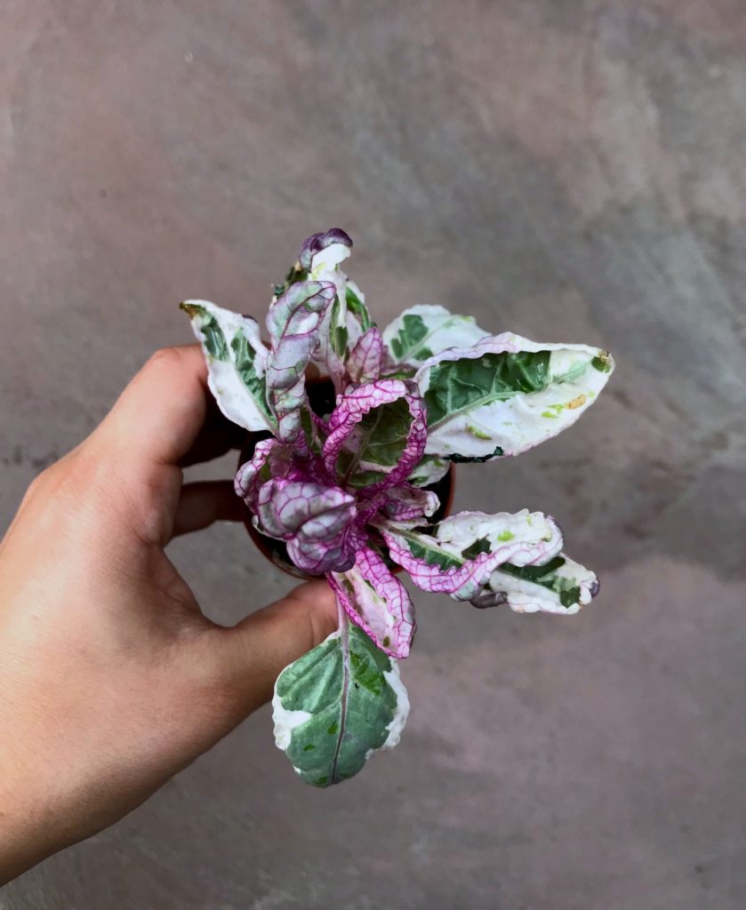 Variegated Waffle Plant