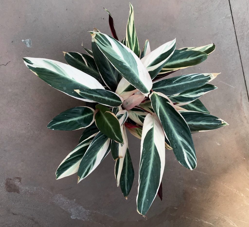 Variegated Stromanthe triostar