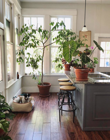 15 Non Toxic Houseplants That Are Safe