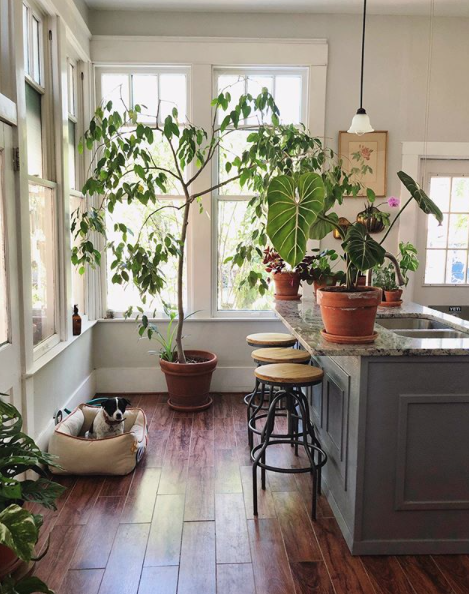 Indoor tree plants 2025 safe for cats