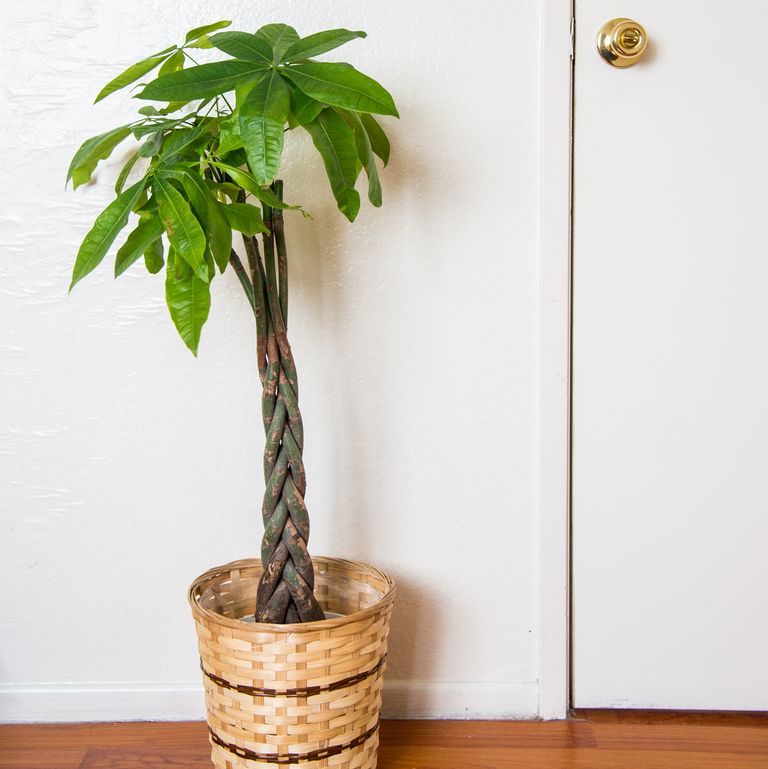 Indoor trees safe for cats and dogs sale