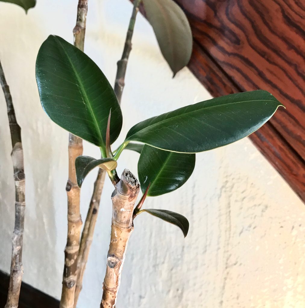 How To Propagate a Rubber Tree Leaf and Paw