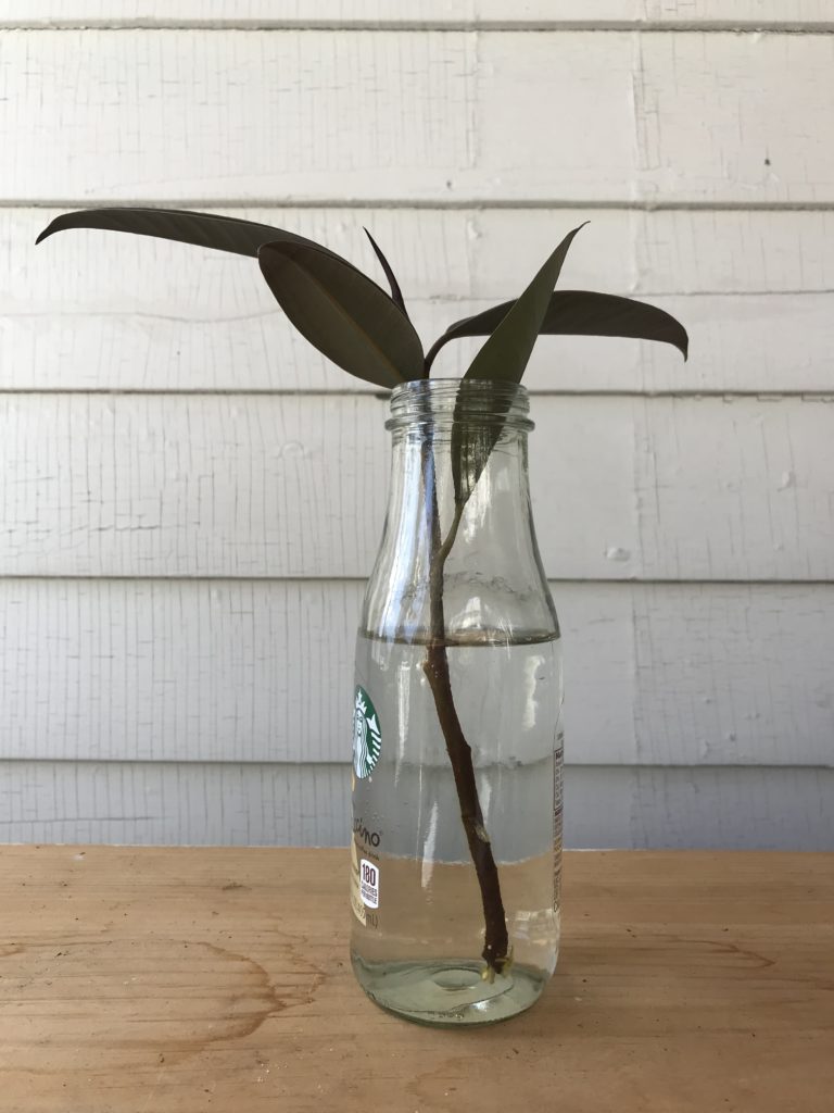 propagating a rubber tree in water