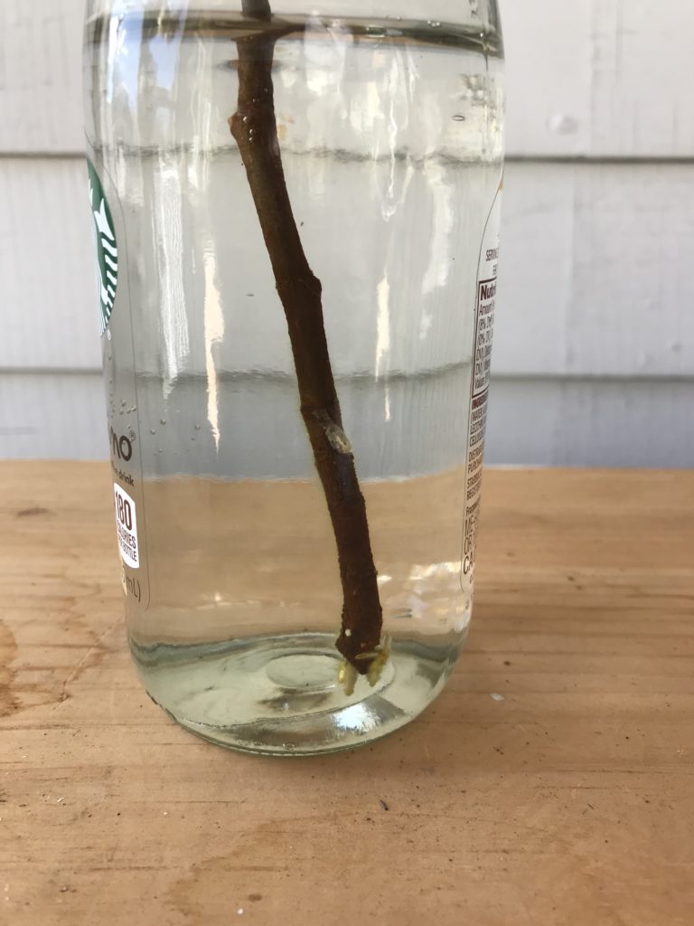 propagating a rubber tree in water