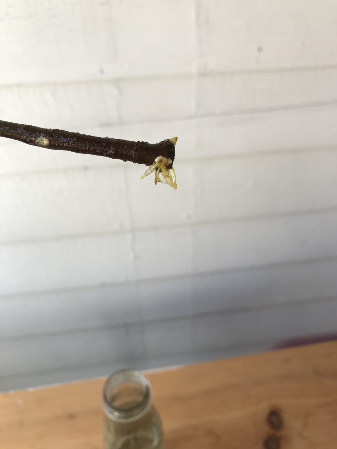 How To Propagate a Rubber Tree Leaf and Paw