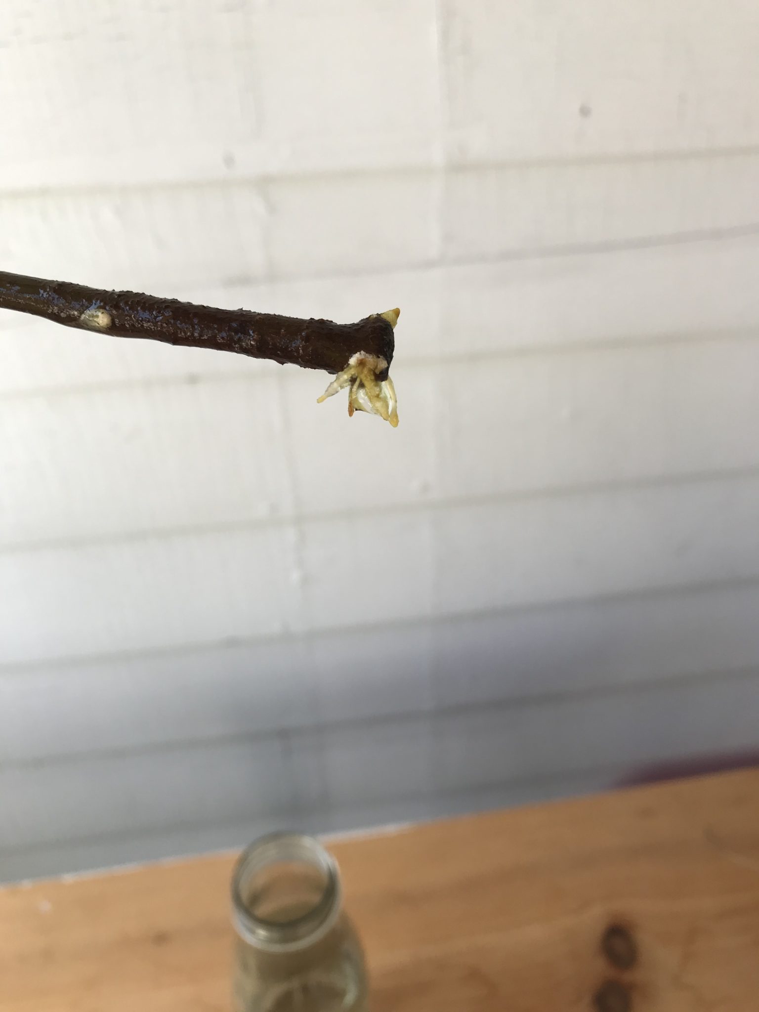 How To Propagate a Rubber Tree Leaf and Paw