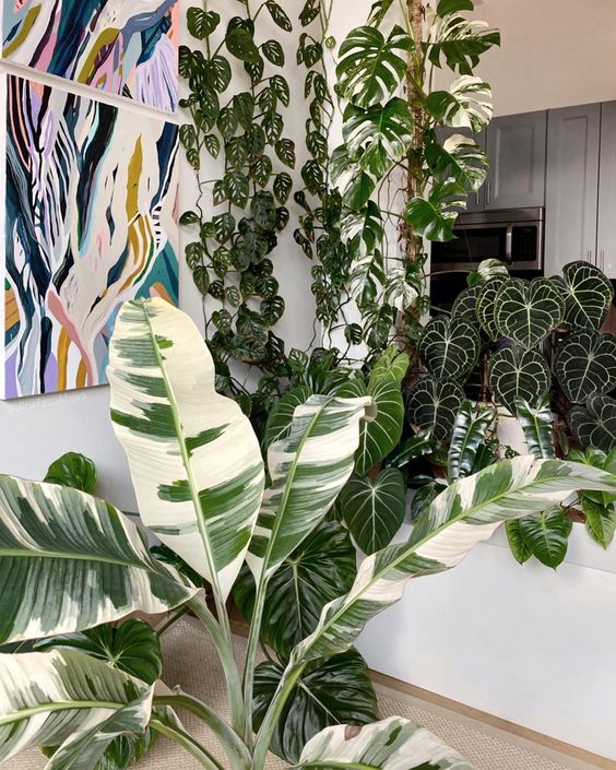 Where To Buy Rare Houseplants Online Leaf And Paw