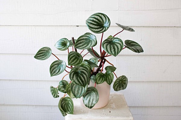 Rare watermelon peperomia 