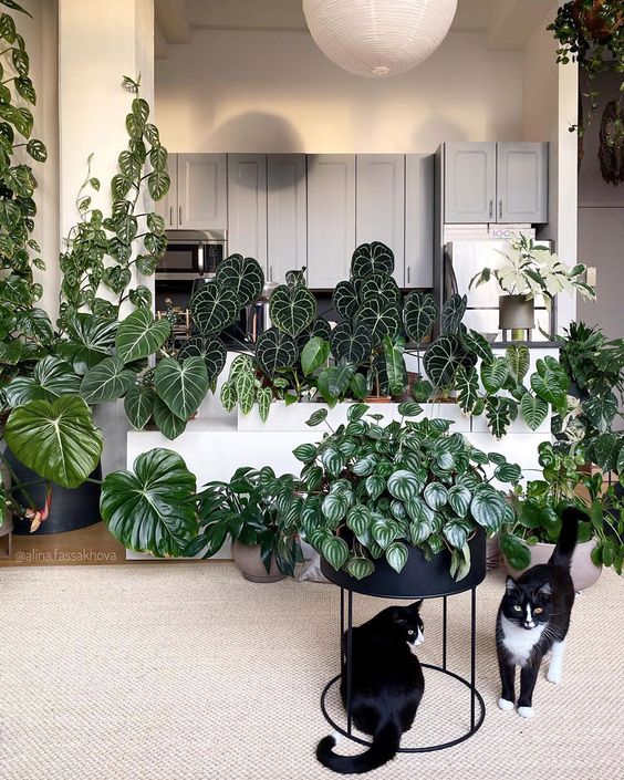 Rare houseplants