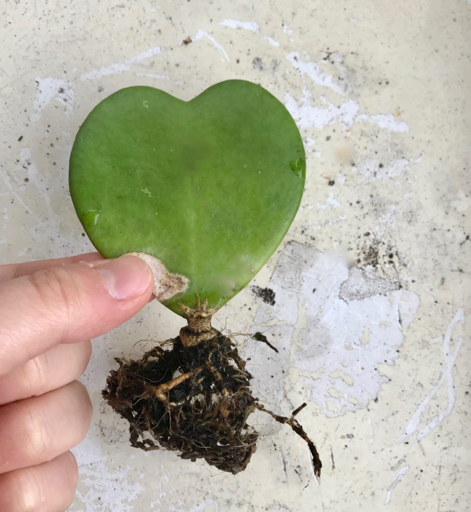 Single leaf hoya kerrii roots