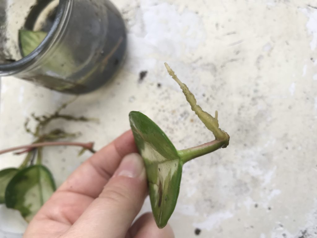 Hoya carnosa roots