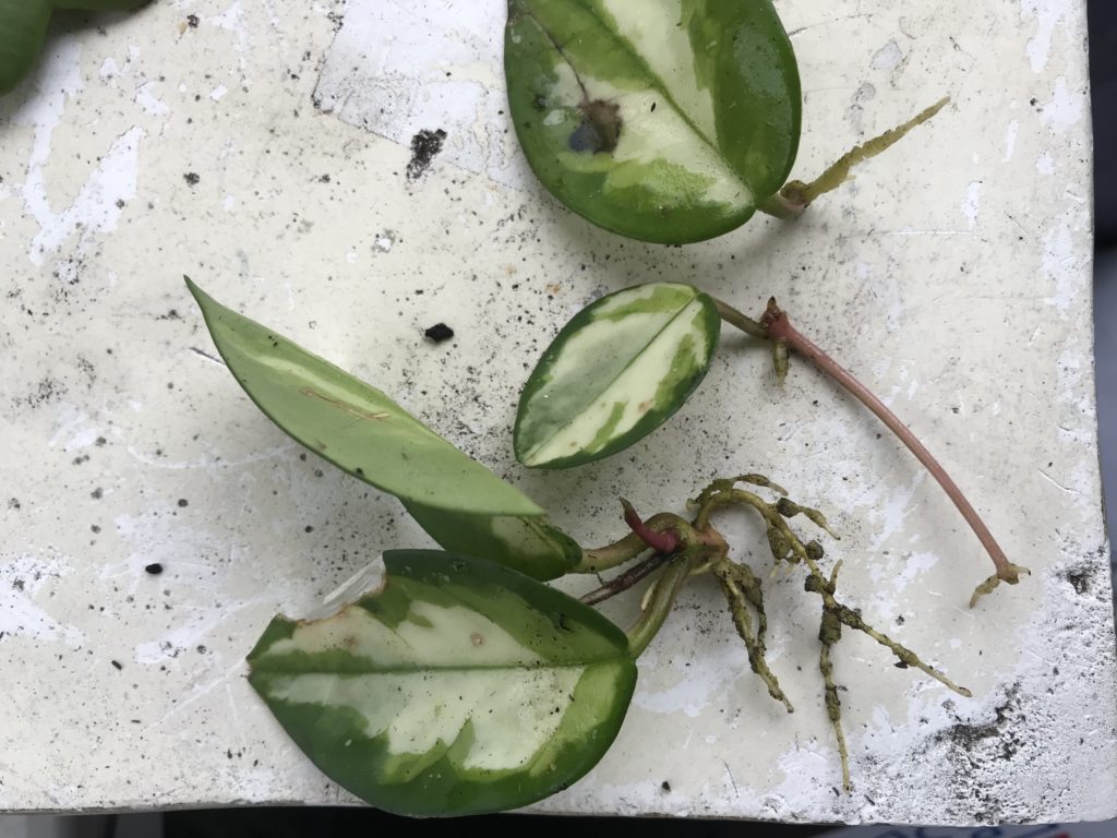Hoya carnosa propagation