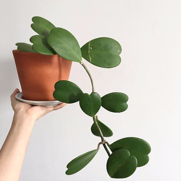 Details about   Hoya Two Leaf Plant 