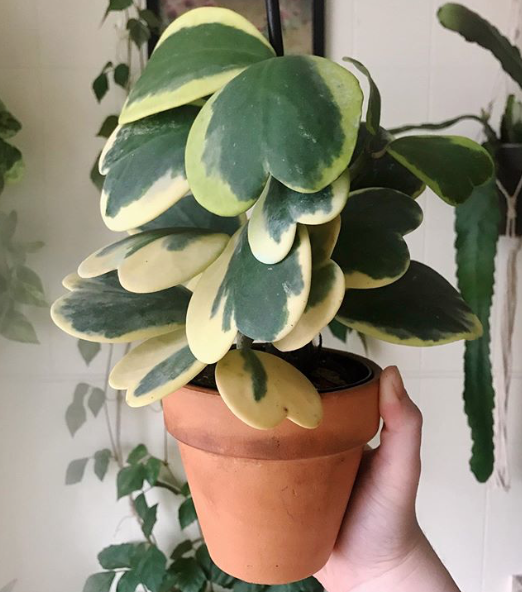 variegated hoya kerri albomarginata