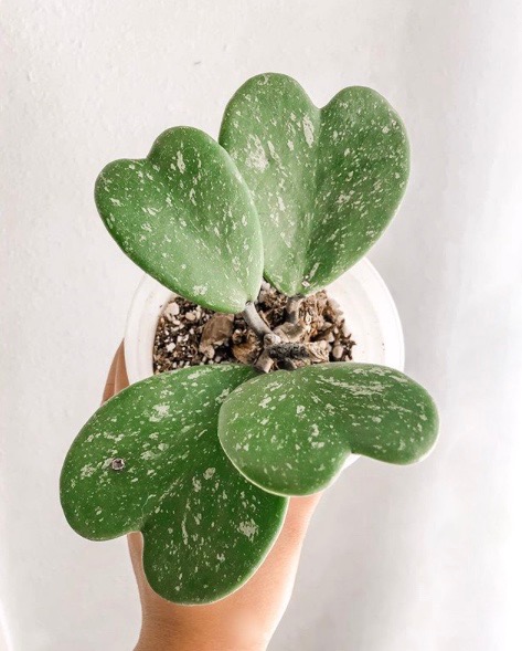 Hoya kerrii splash