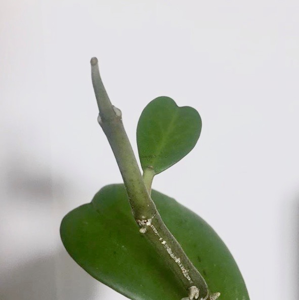 Hoya kerrii node