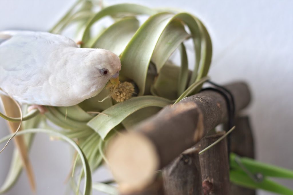 Air plant and bird