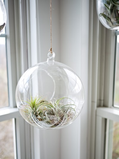 Hanging glass planter with air plants