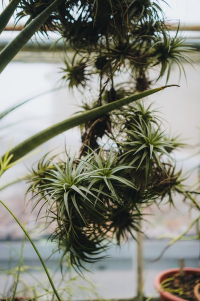 Tillandsia in the wild. 