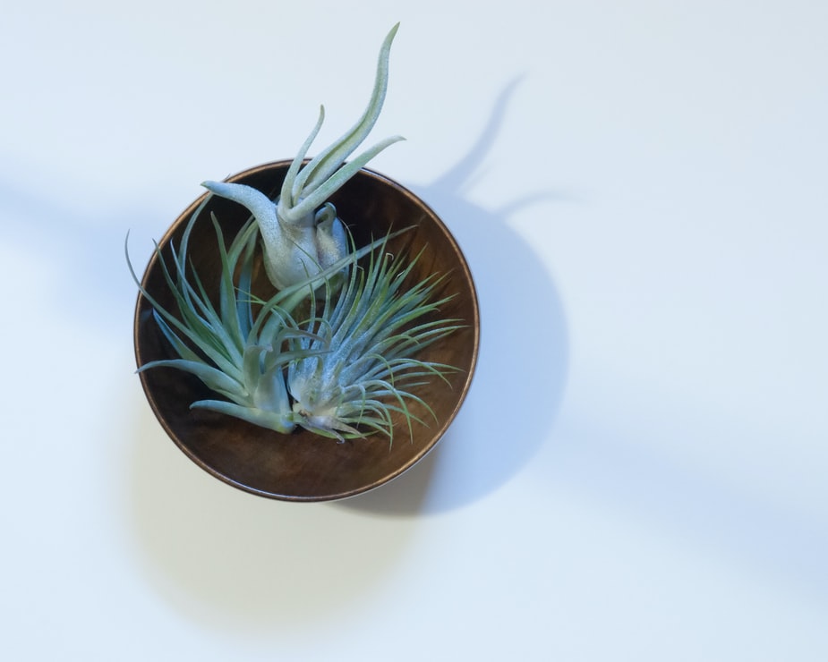 Air plant collection