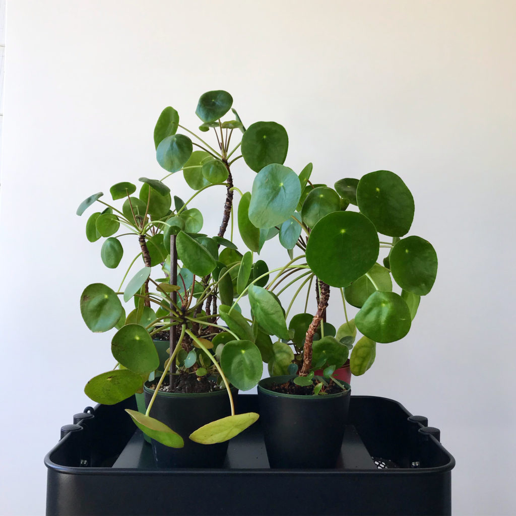 Pilea peperomioides family