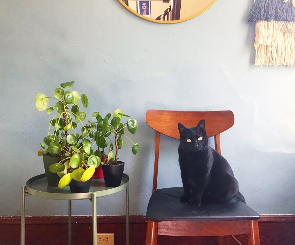 Cat and pilea peperomioides : leaf and paw