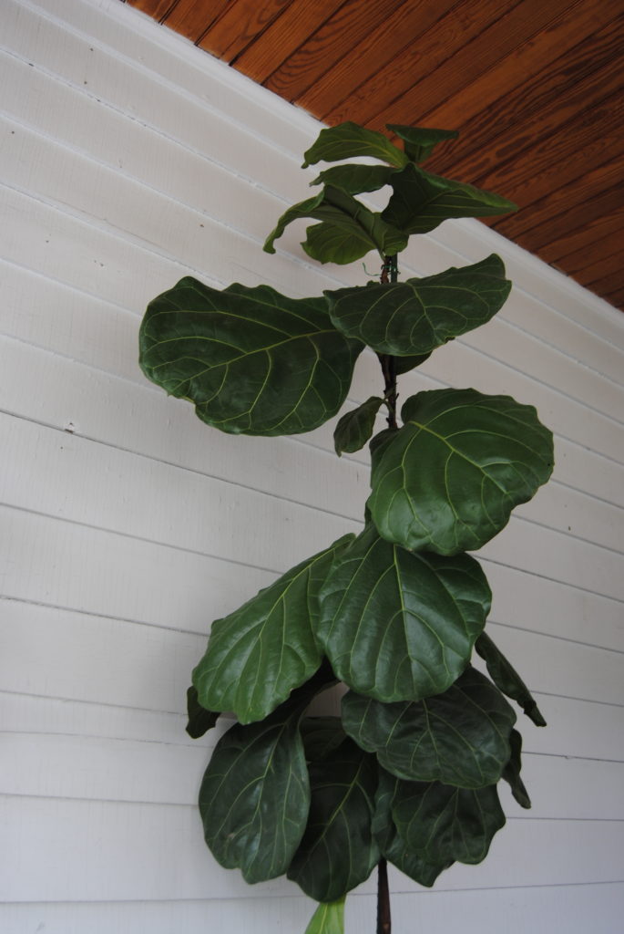 Giant Fiddle Leaf Fig - Leaf and Paw
