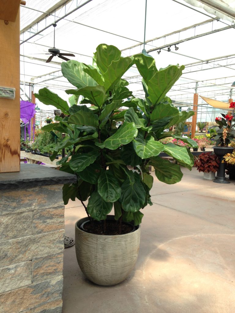 Full Fiddle Leaf Fig - Leaf and Paw