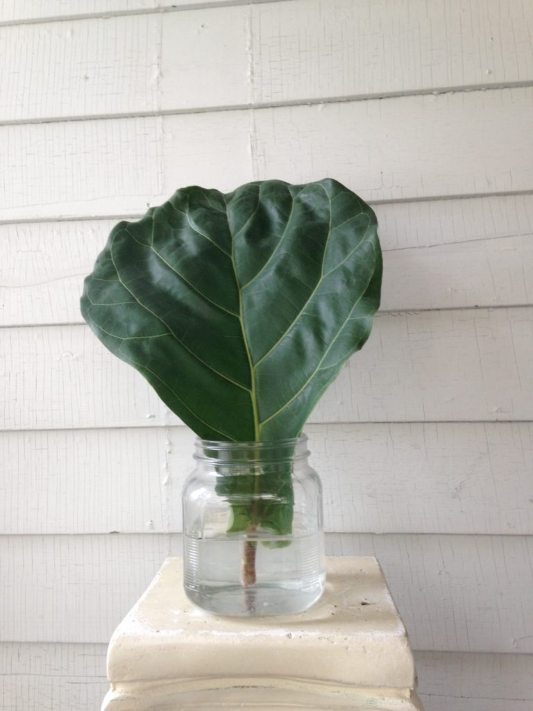 Single leaf Fiddle Leaf Fig propagation  - Leaf and Paw