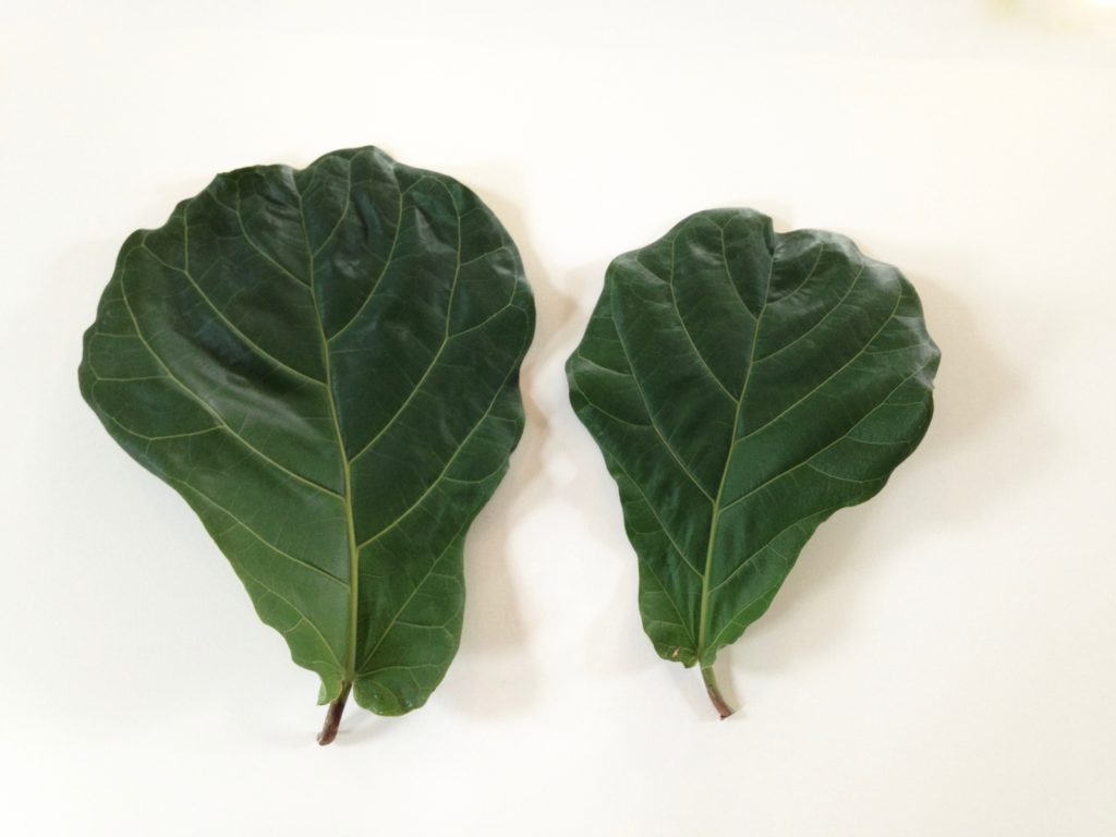 Single leaf Fiddle Leaf Fig propagation  - Leaf and Paw