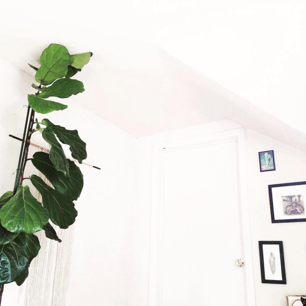 Fiddle leaf hotsell fig and cats