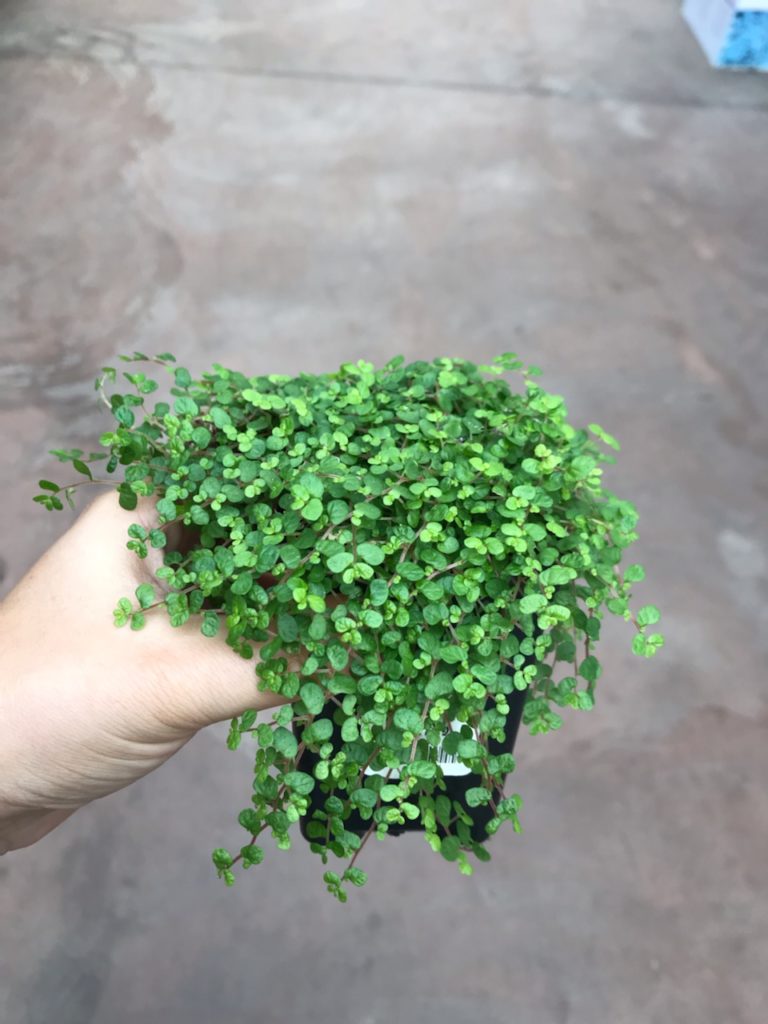 Pilea glauca