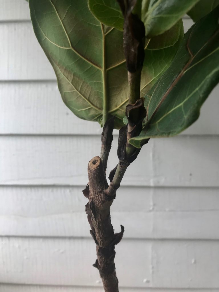 Fiddle Leaf Fig cutting - Leaf and Paw