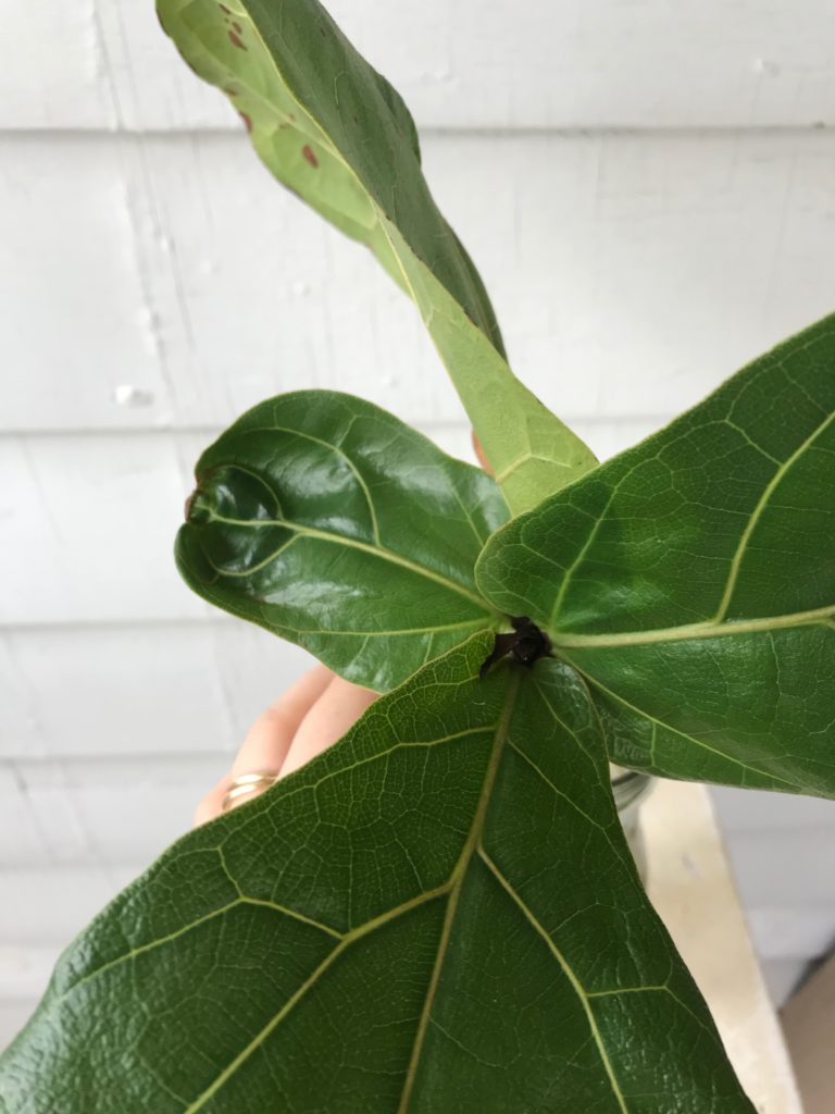 New Ficus lyrata leaf - Leaf and Paw