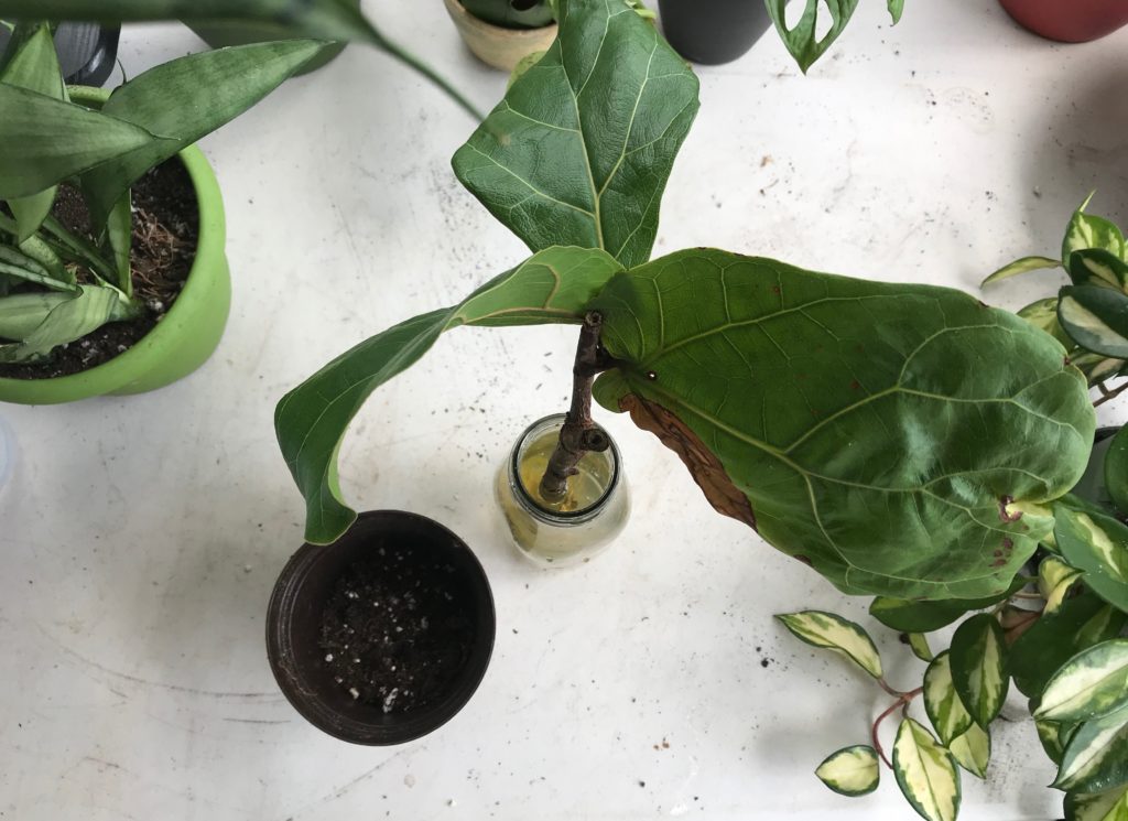 How to Plant a Fiddle Leaf Fig - Leaf and Paw